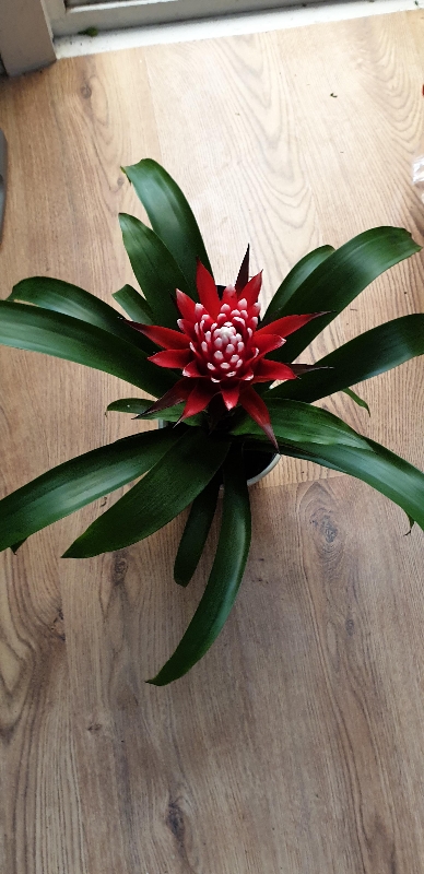 Bromelia