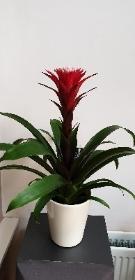 Bromelia