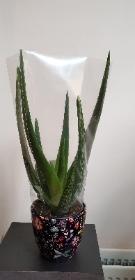 Aloe Vera in Pot