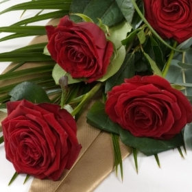 Everyday Single Rose Wrapped